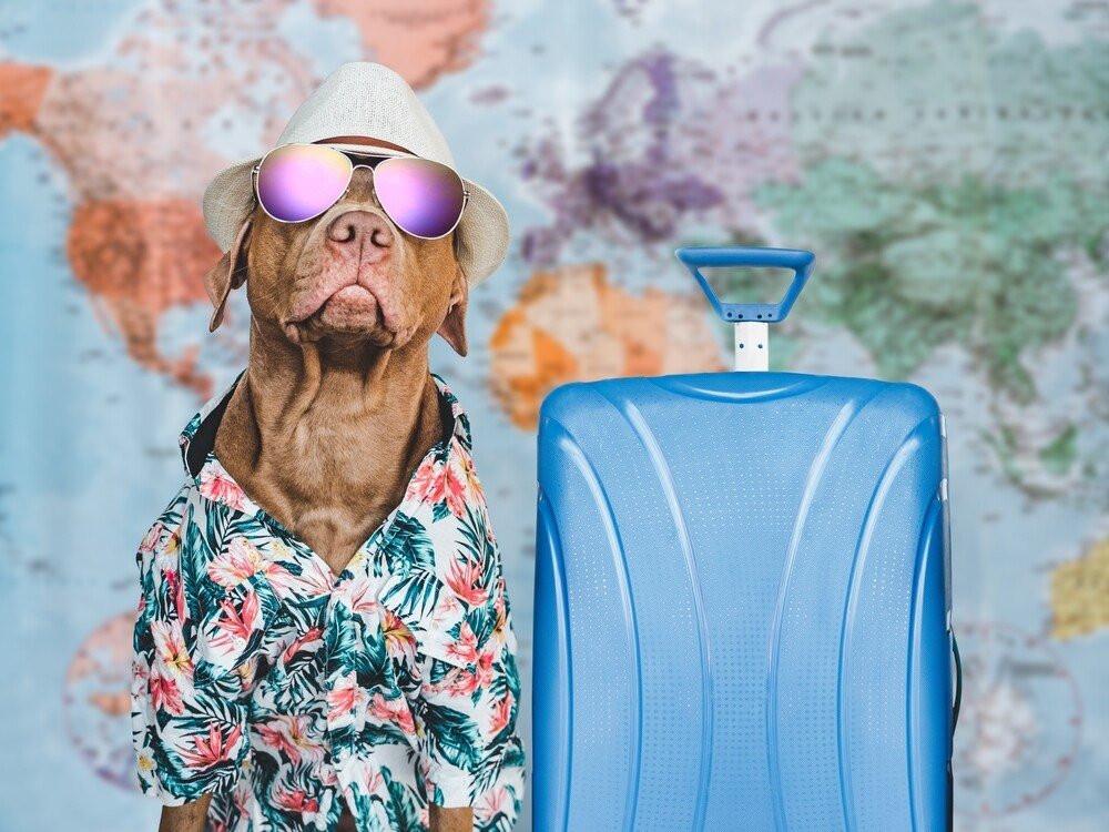 Ready for Vacation – Travel Dog with Suitcase Funny dog in vacation outfit with sunglasses and suitcase in front of a world map